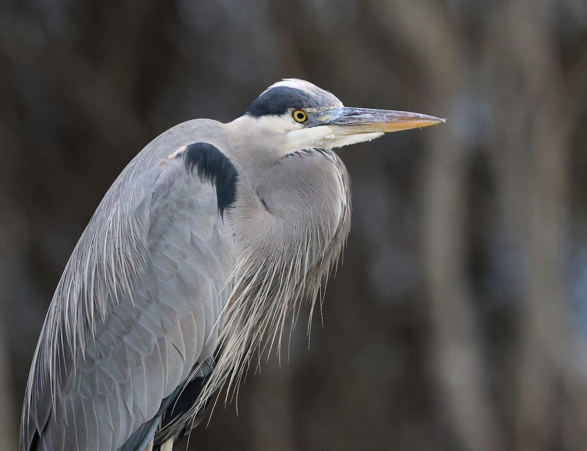 Grand Héron - ML645481398