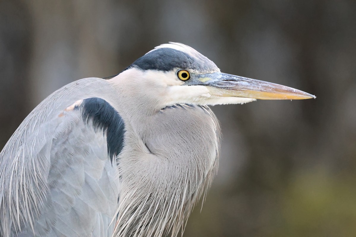 Grand Héron - ML645481399