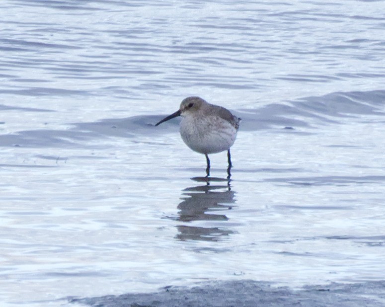 jespák obecný - ML645481400