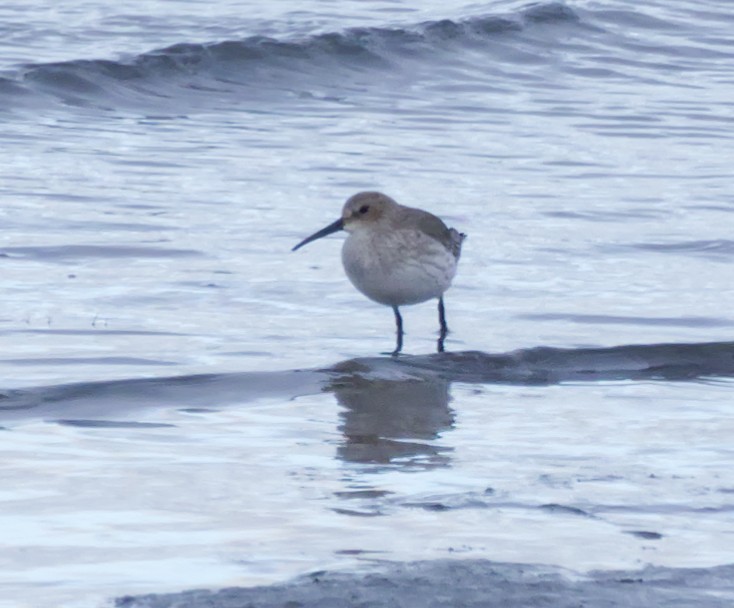 jespák obecný - ML645481405