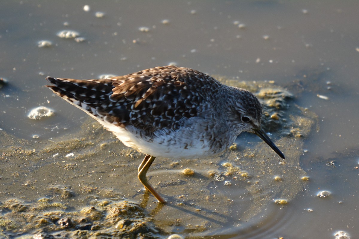 vodouš bahenní - ML645481406