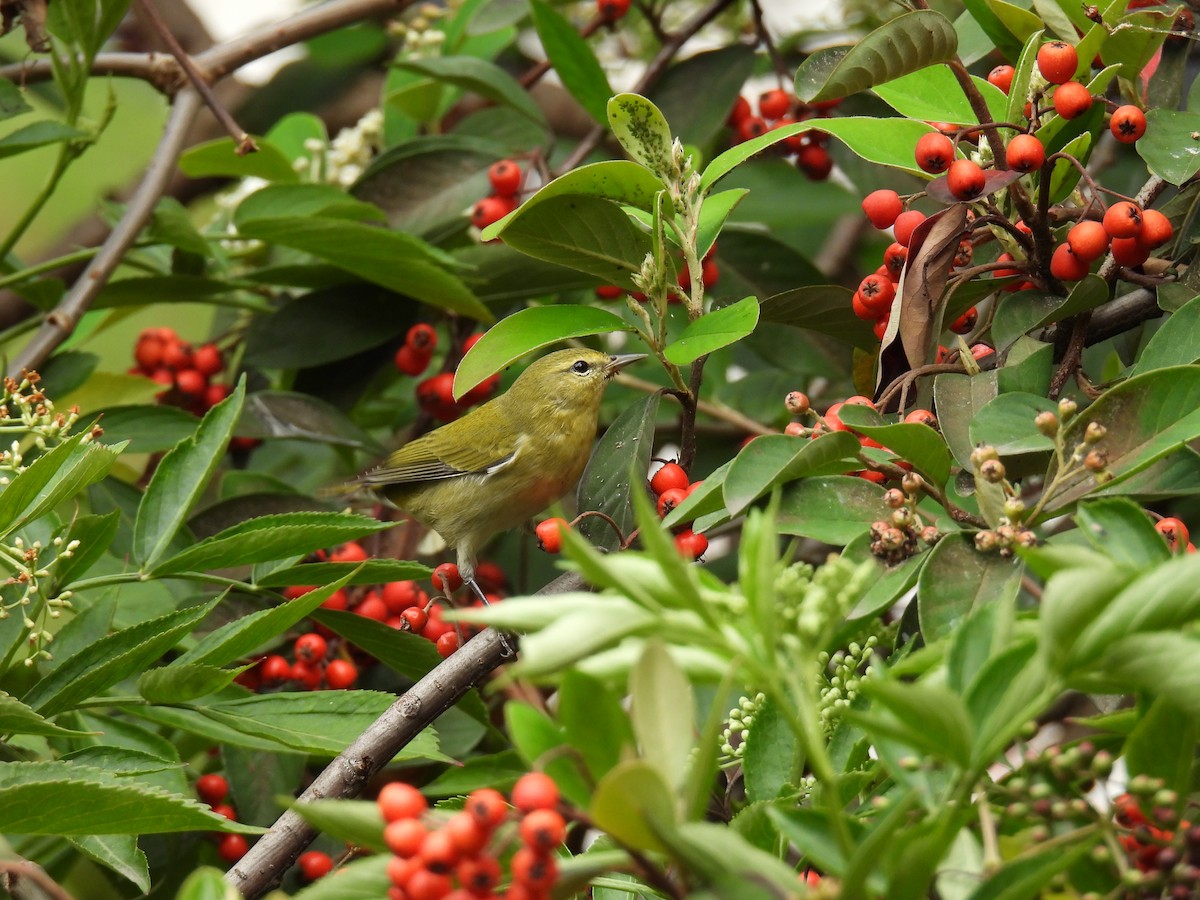 Tennessee Warbler - ML645481407