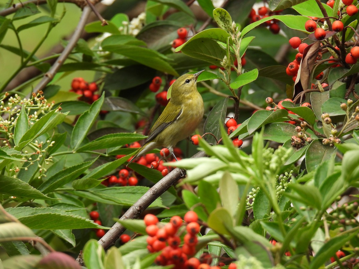 Tennessee Warbler - ML645481408