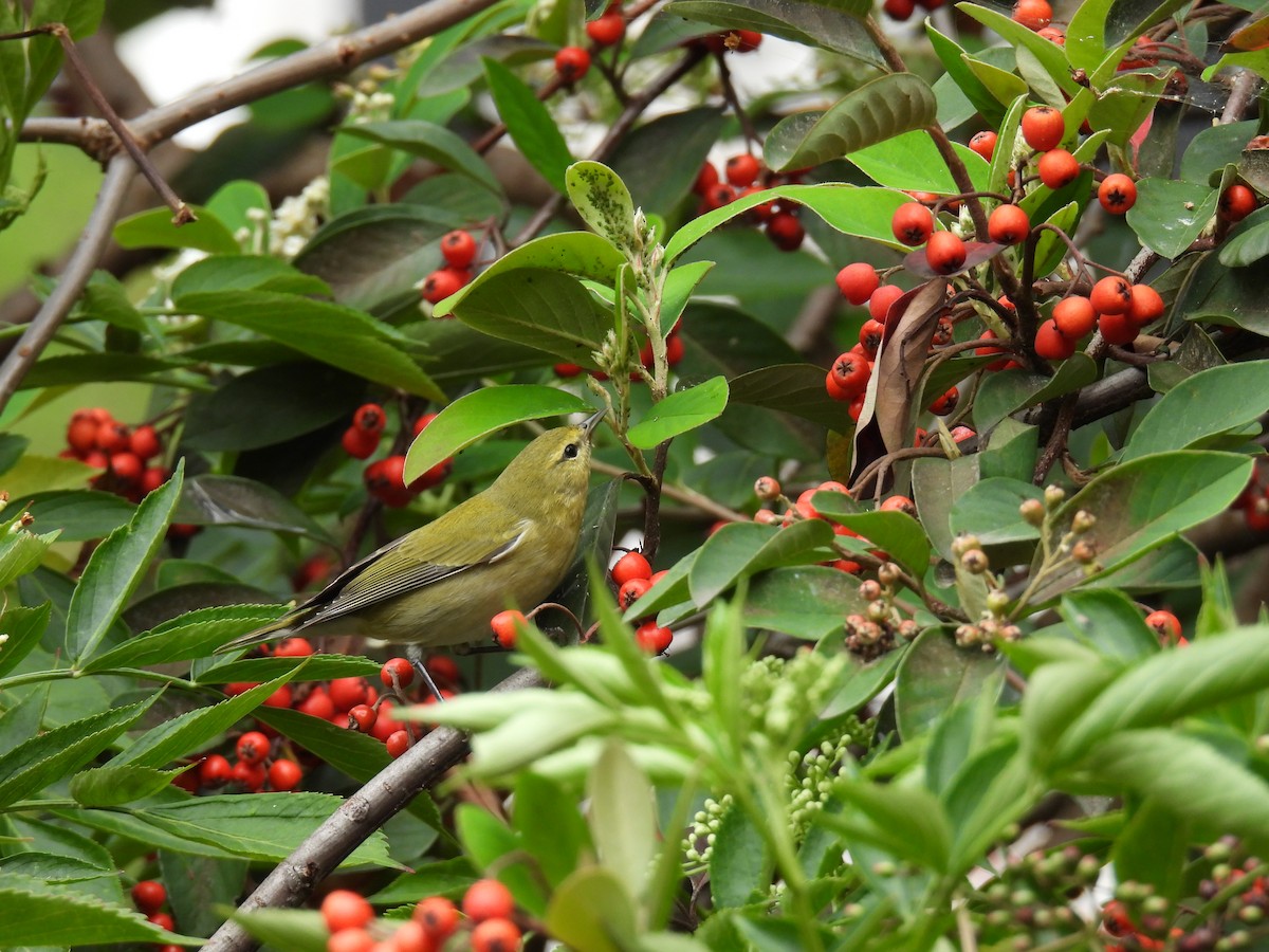 Tennessee Warbler - ML645481409