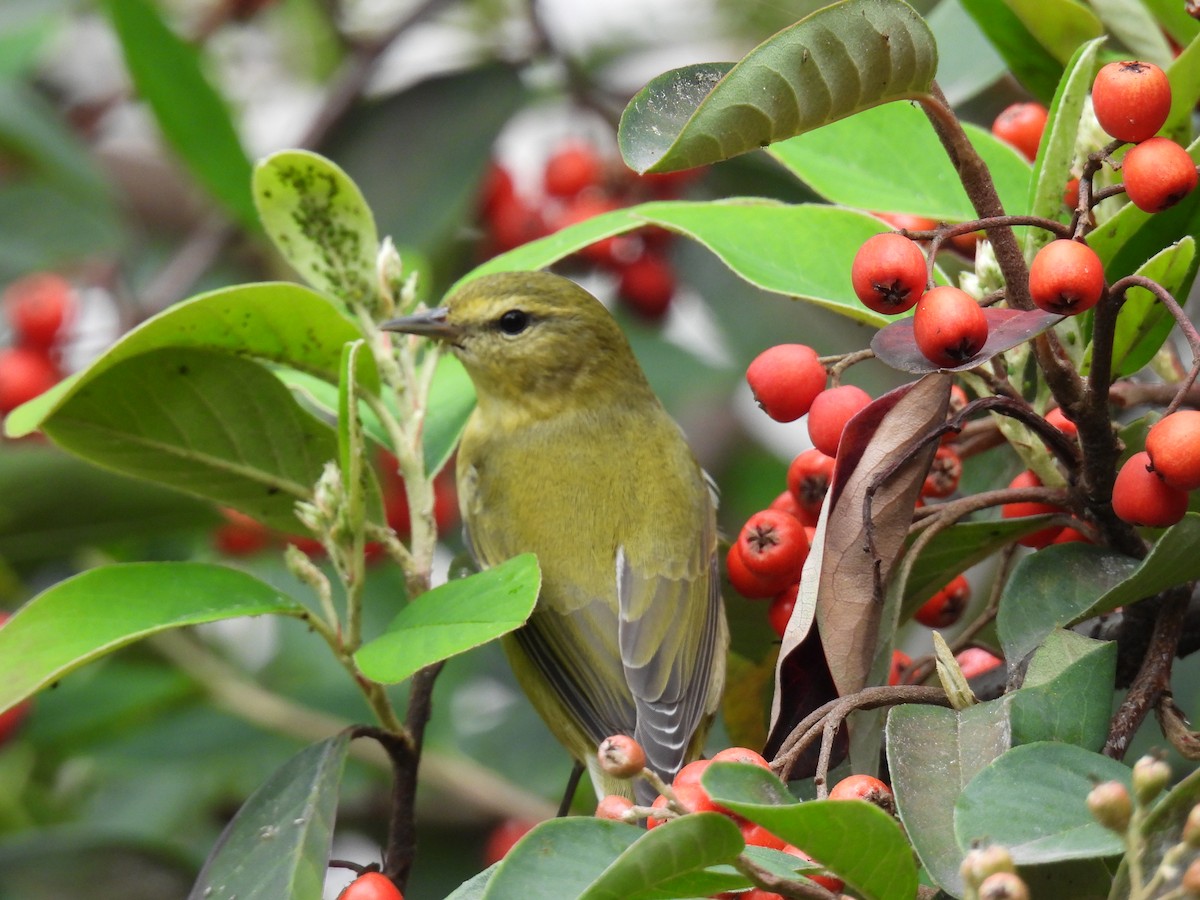 Tennessee Warbler - ML645481410