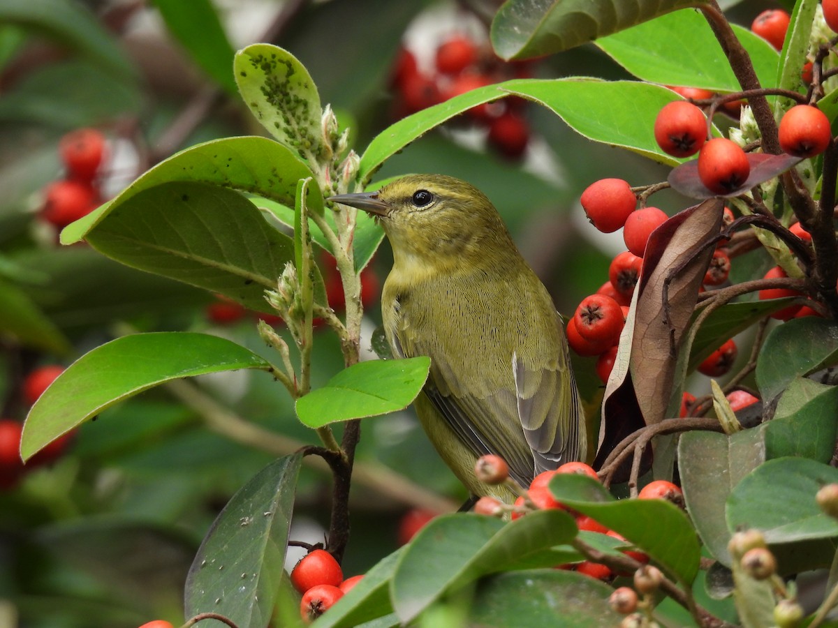 Tennessee Warbler - ML645481414