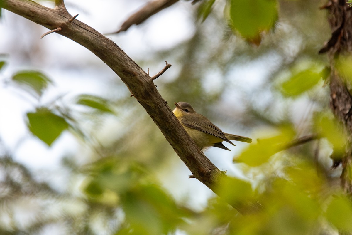 Philadelphia Vireo - ML645481427