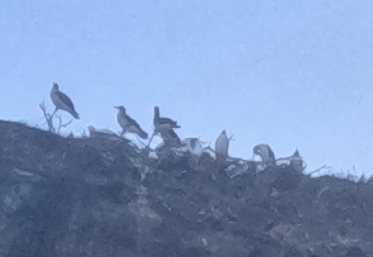 Rotfußtölpel - ML645481428