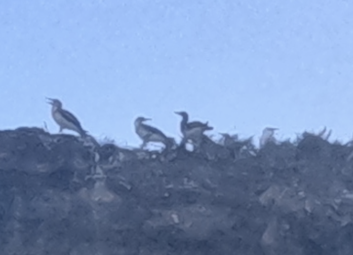 Rotfußtölpel - ML645481429