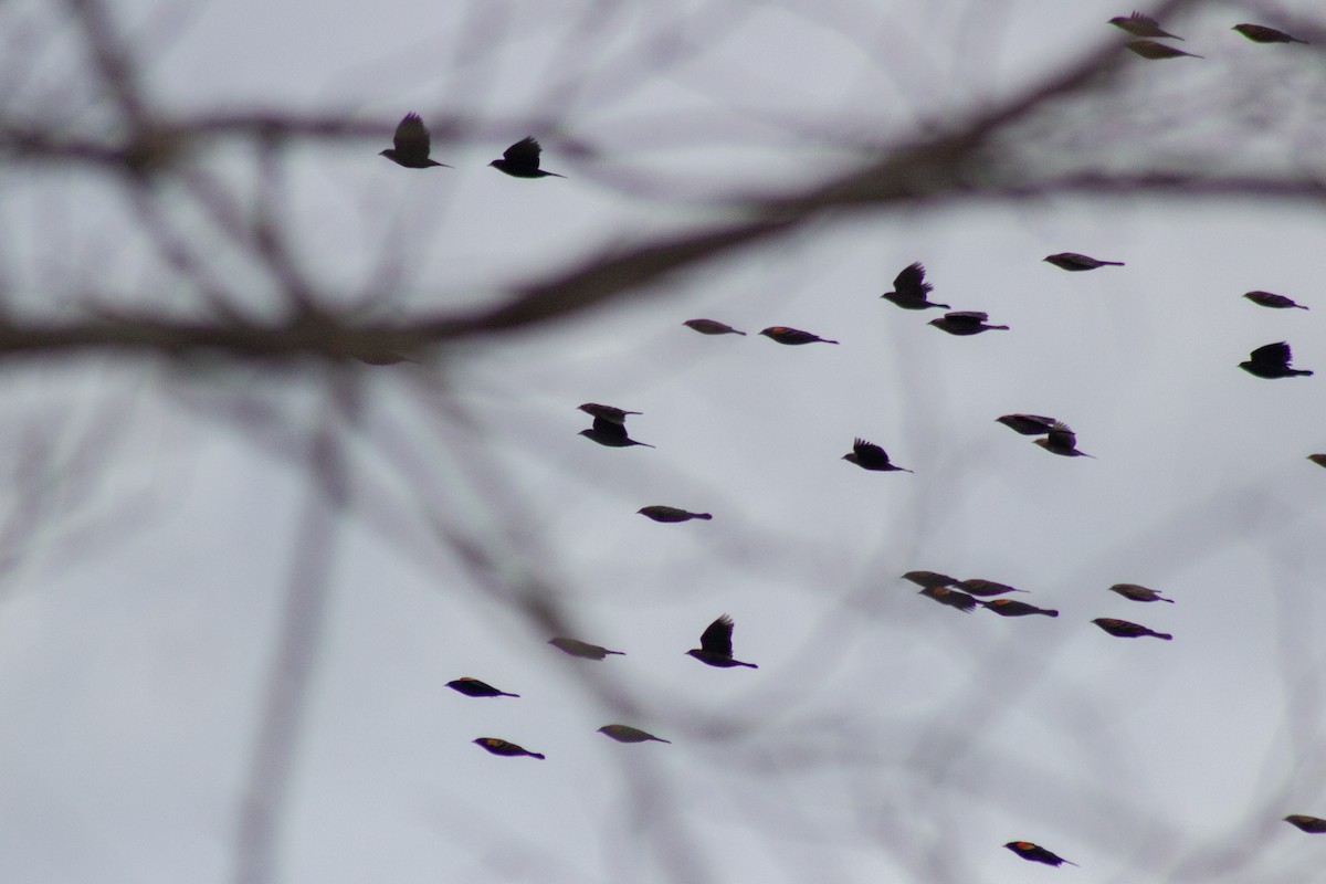 Красноплечий трупиал - ML645481435