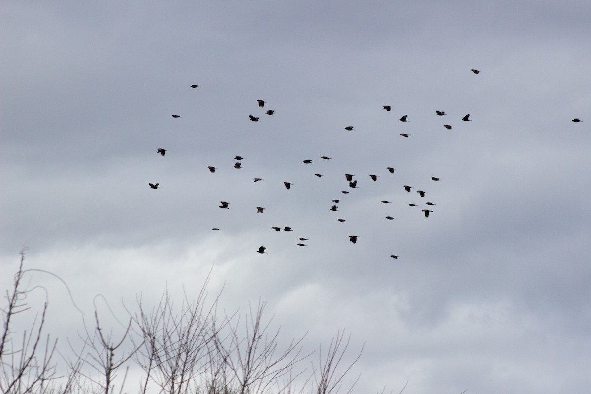 Красноплечий трупиал - ML645481436