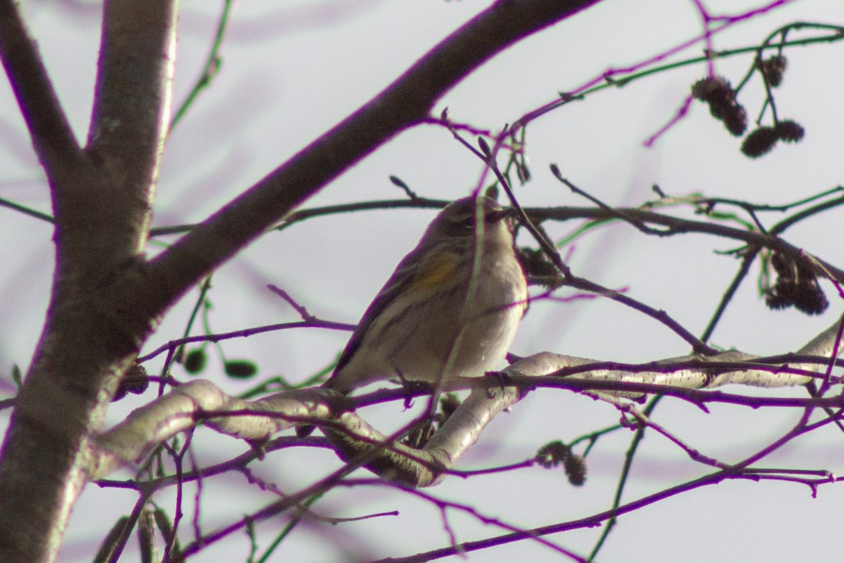 Yellow-rumped Warbler - ML645481437