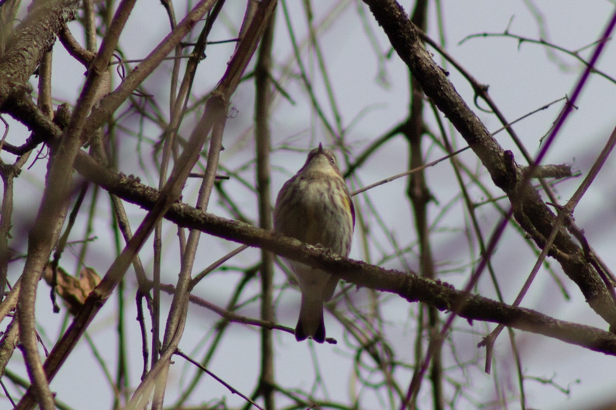 Yellow-rumped Warbler - ML645481438