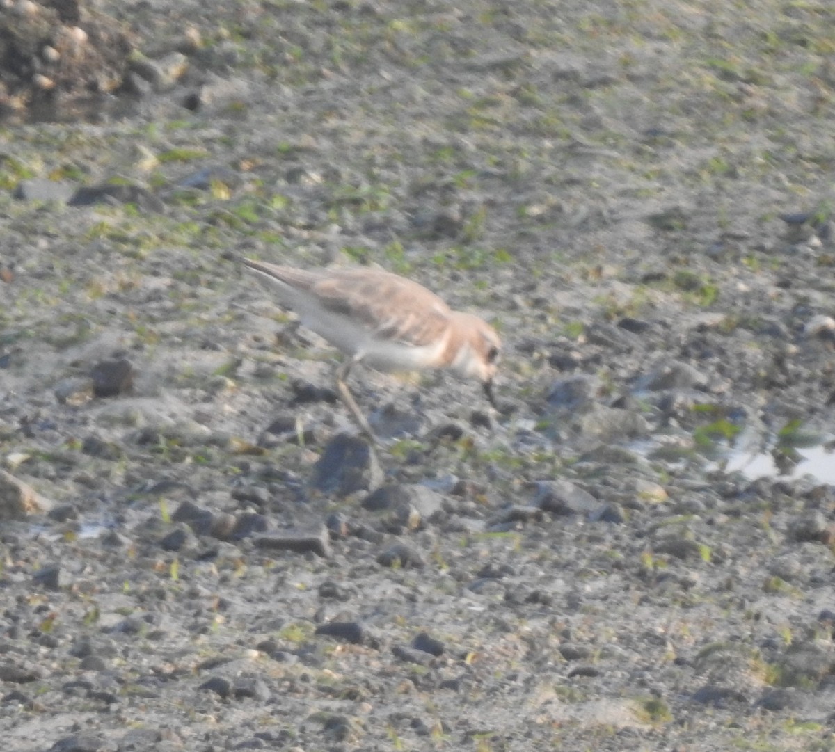 Tibetan Sand-Plover - ML645481442