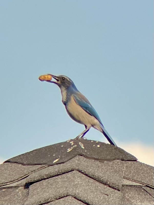 California Scrub-Jay - ML645481446
