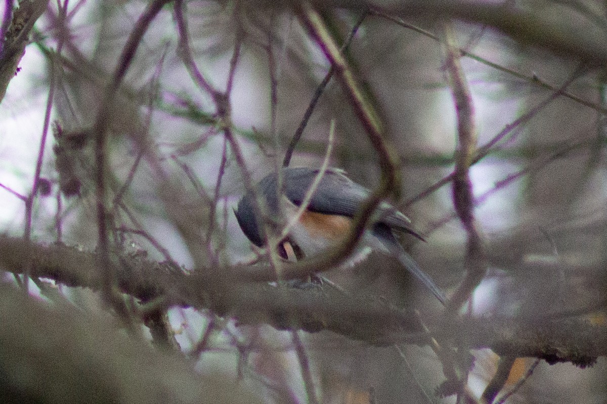 gråduskmeis - ML645481452