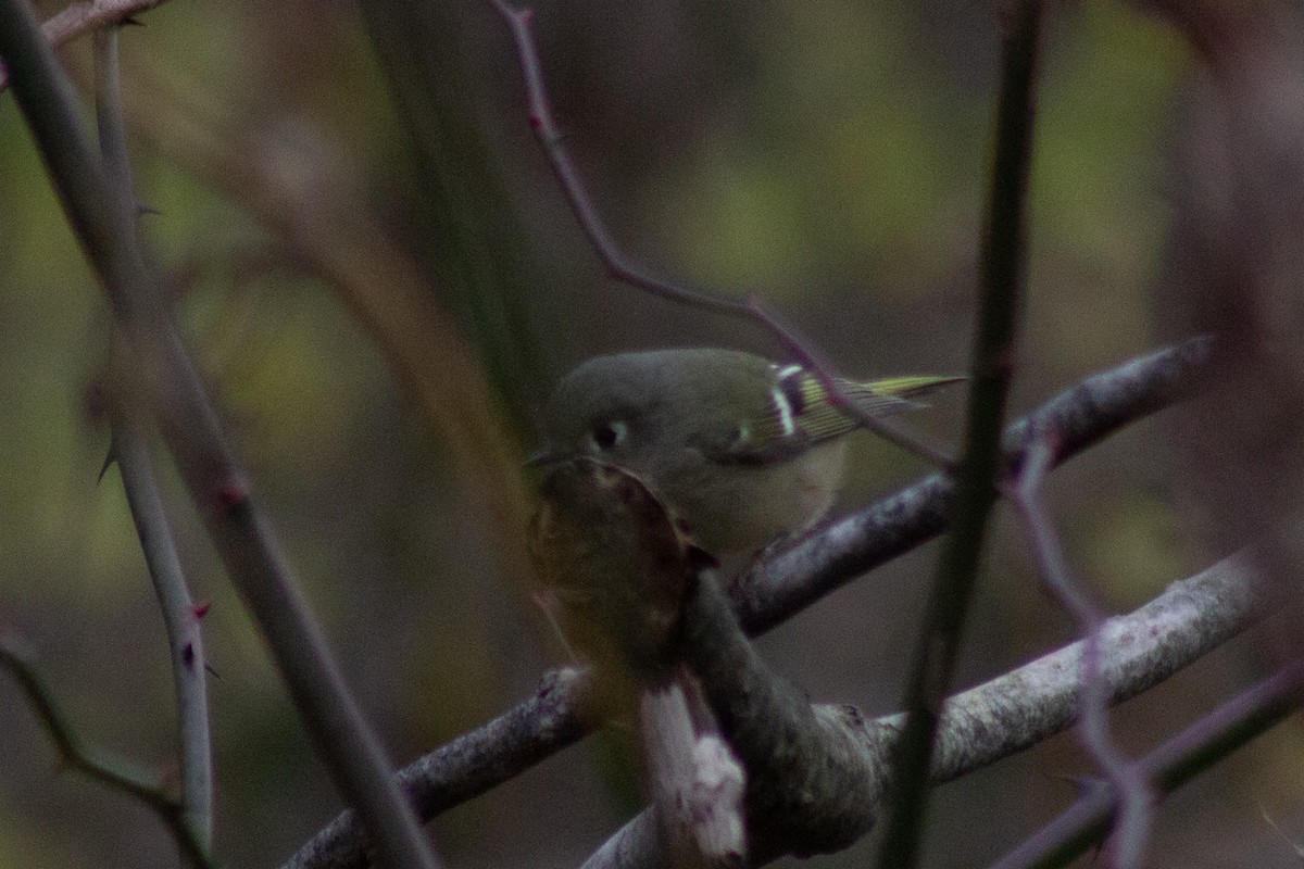 Ruby-crowned Kinglet - ML645481454