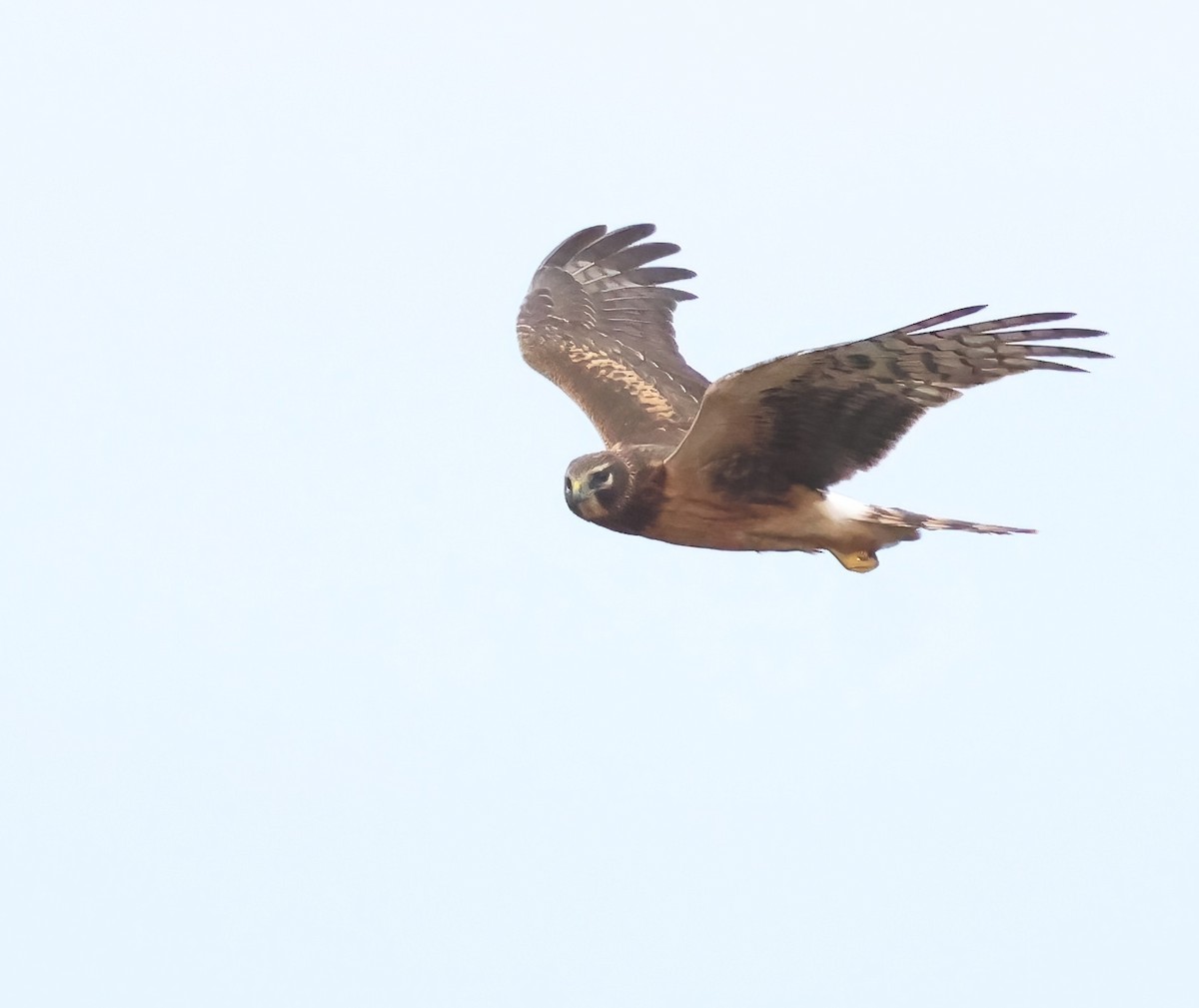 Лунь американський - ML645481477