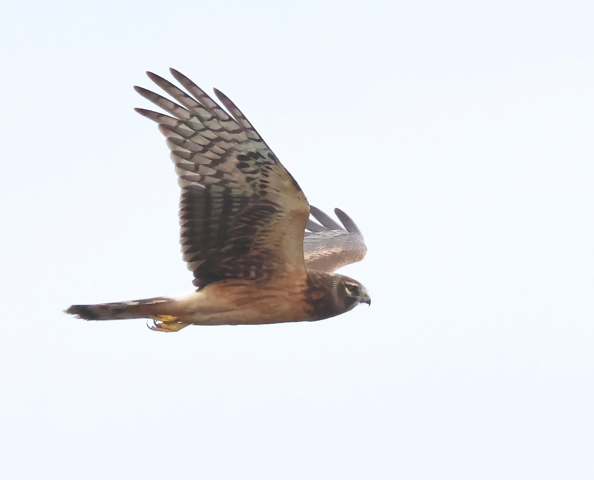 Лунь американський - ML645481478