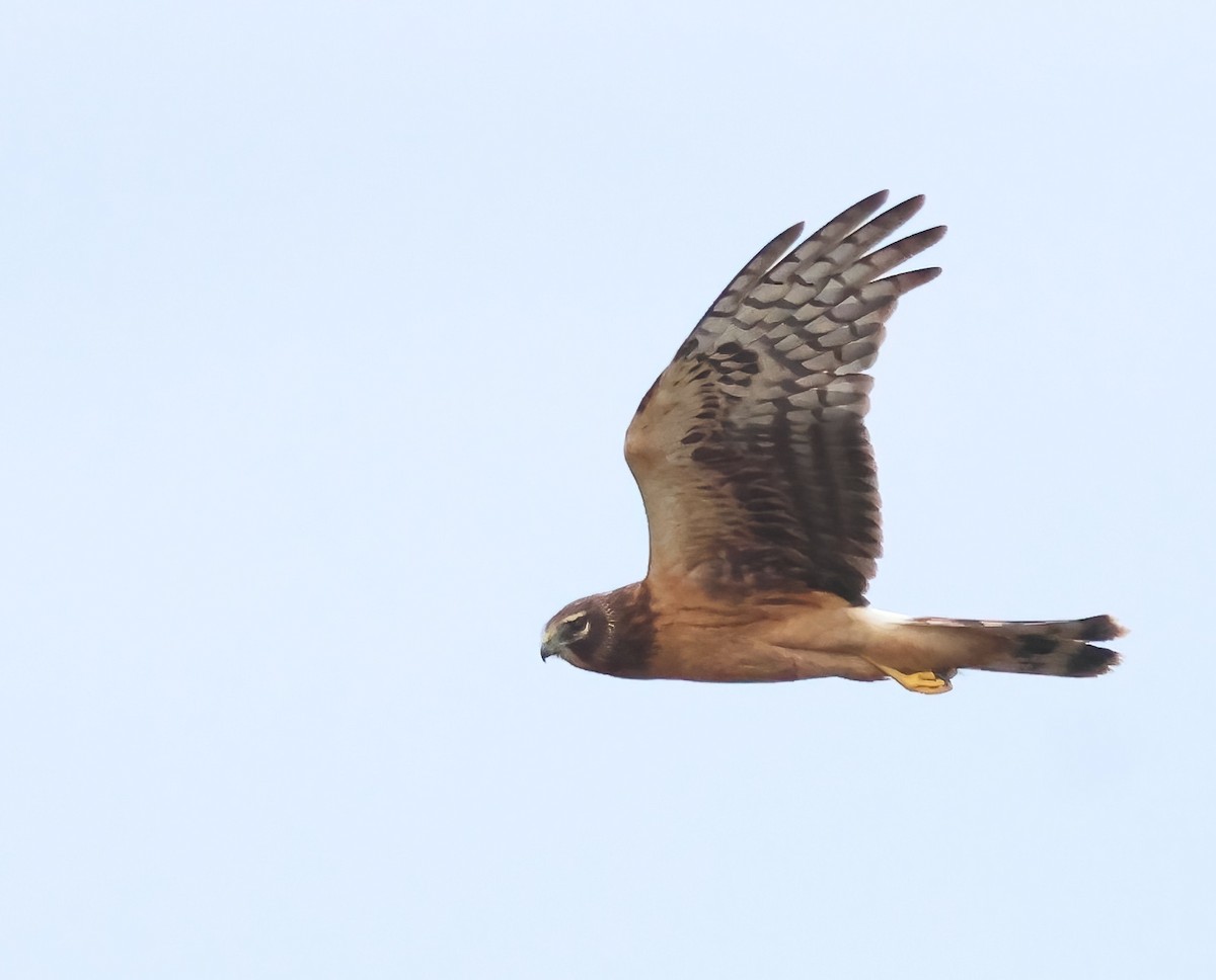 Лунь американський - ML645481479