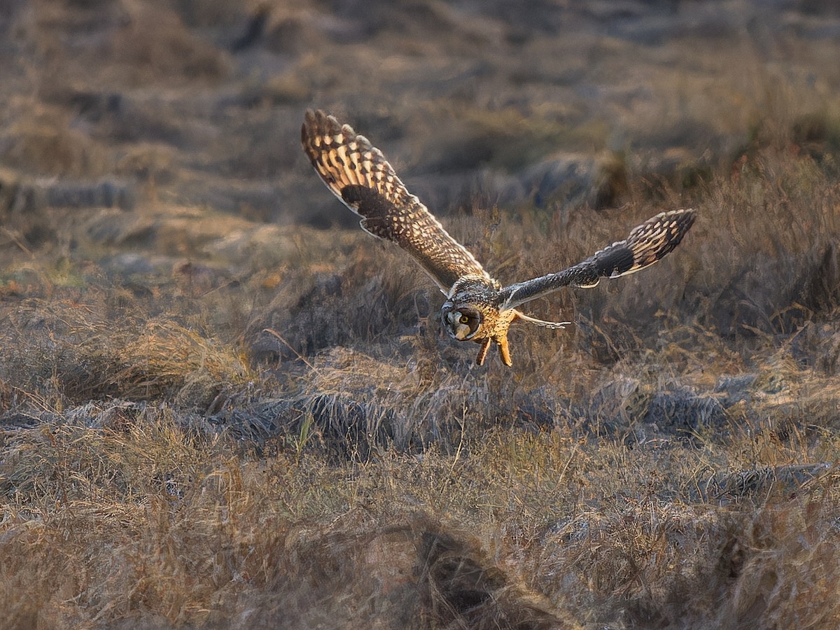 Short-eared Owl - ML645481486