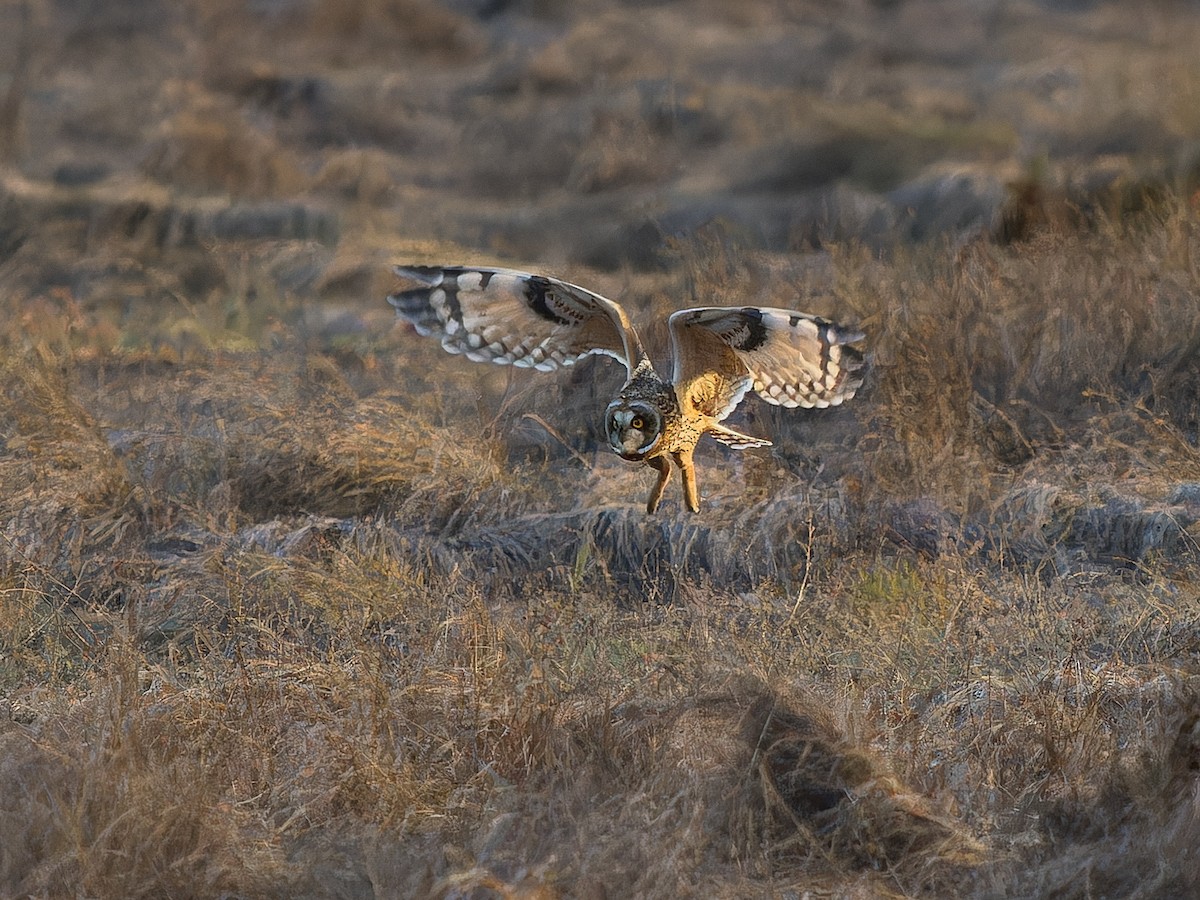 Short-eared Owl - ML645481492