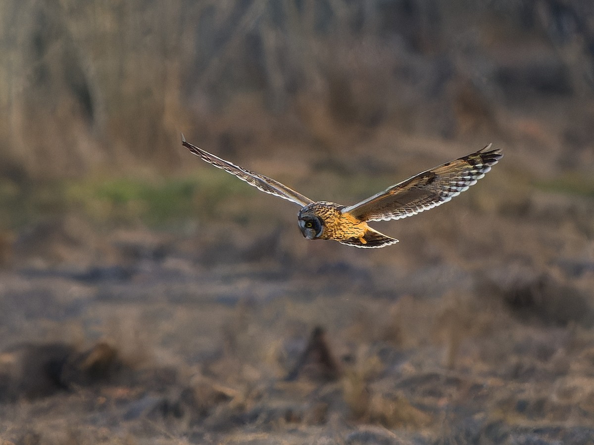 Short-eared Owl - ML645481496