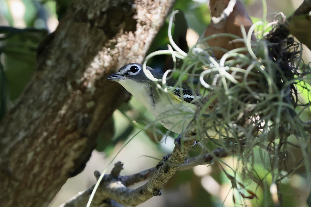 Blue-headed Vireo - ML645481497