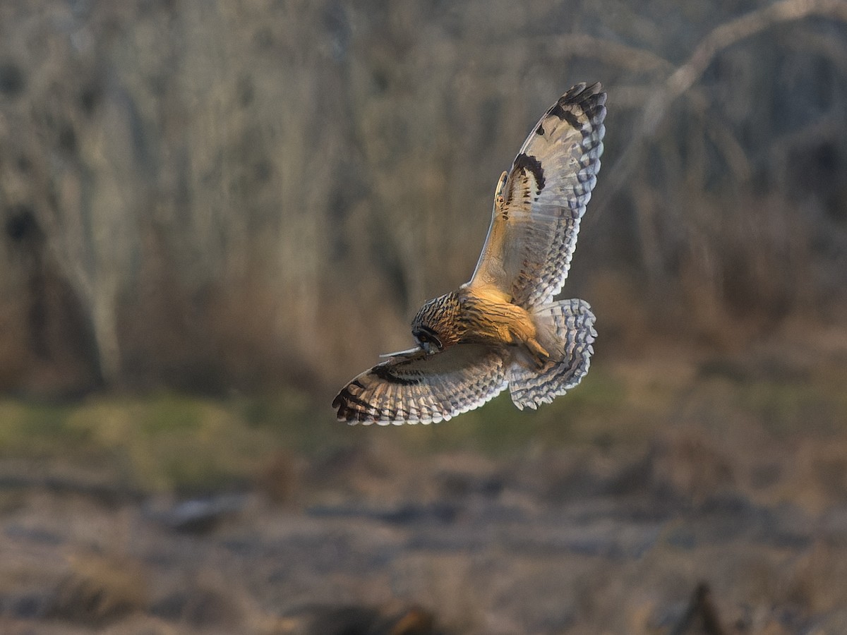 Short-eared Owl - ML645481504