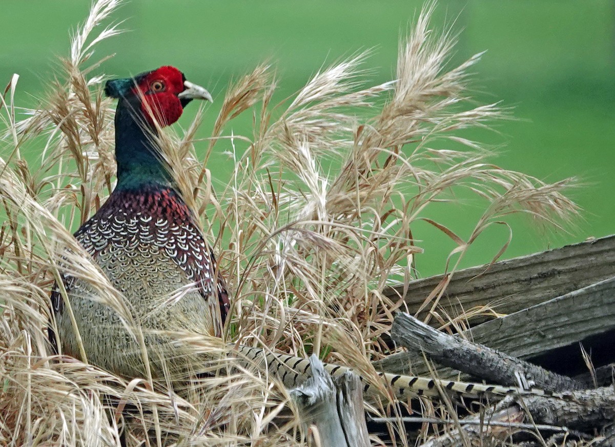 Faisai arrunta - ML645481505