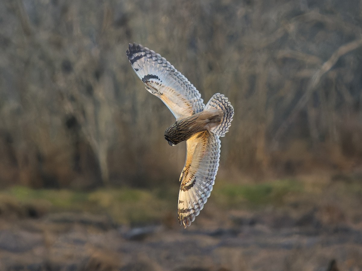 Short-eared Owl - ML645481507