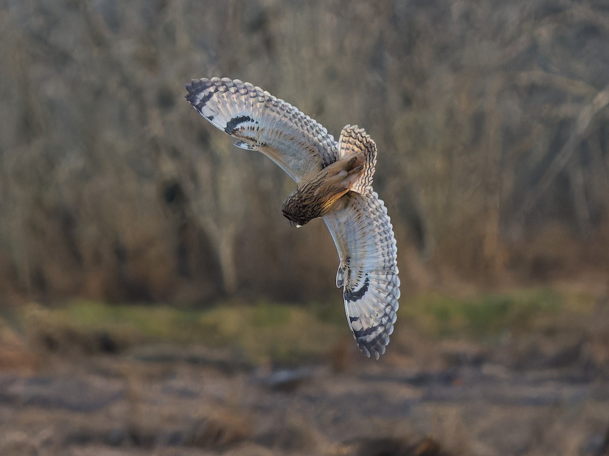 Short-eared Owl - ML645481510