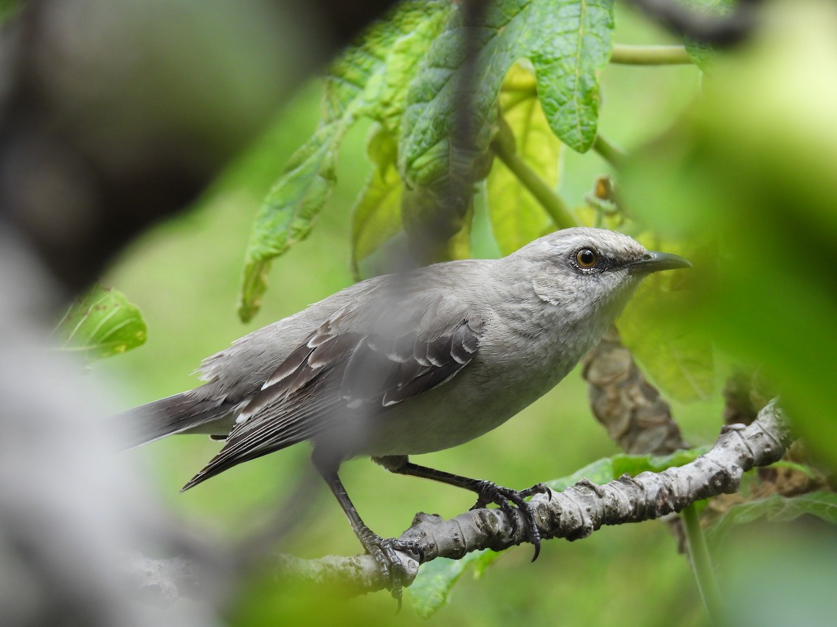 Tropikal Taklitçi - ML645481511