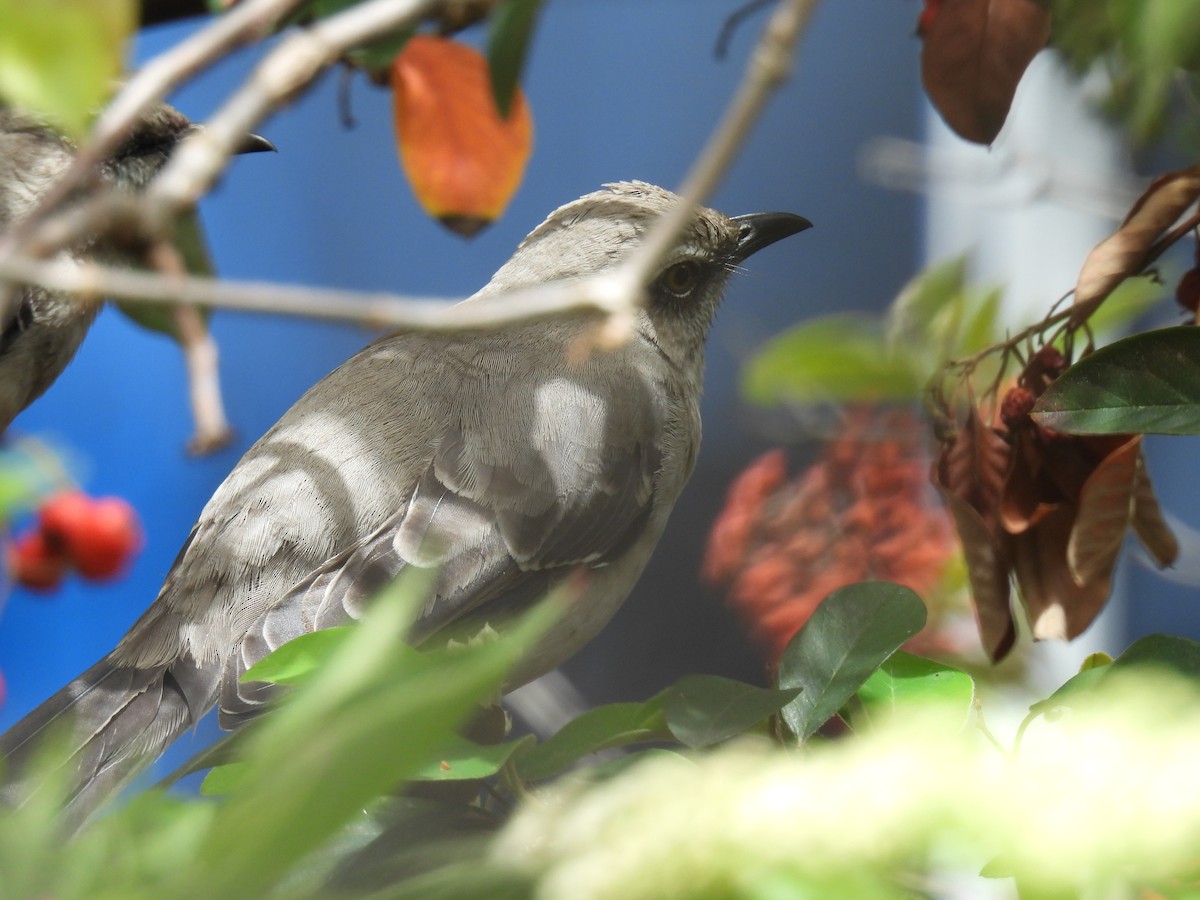 Tropikal Taklitçi - ML645481512