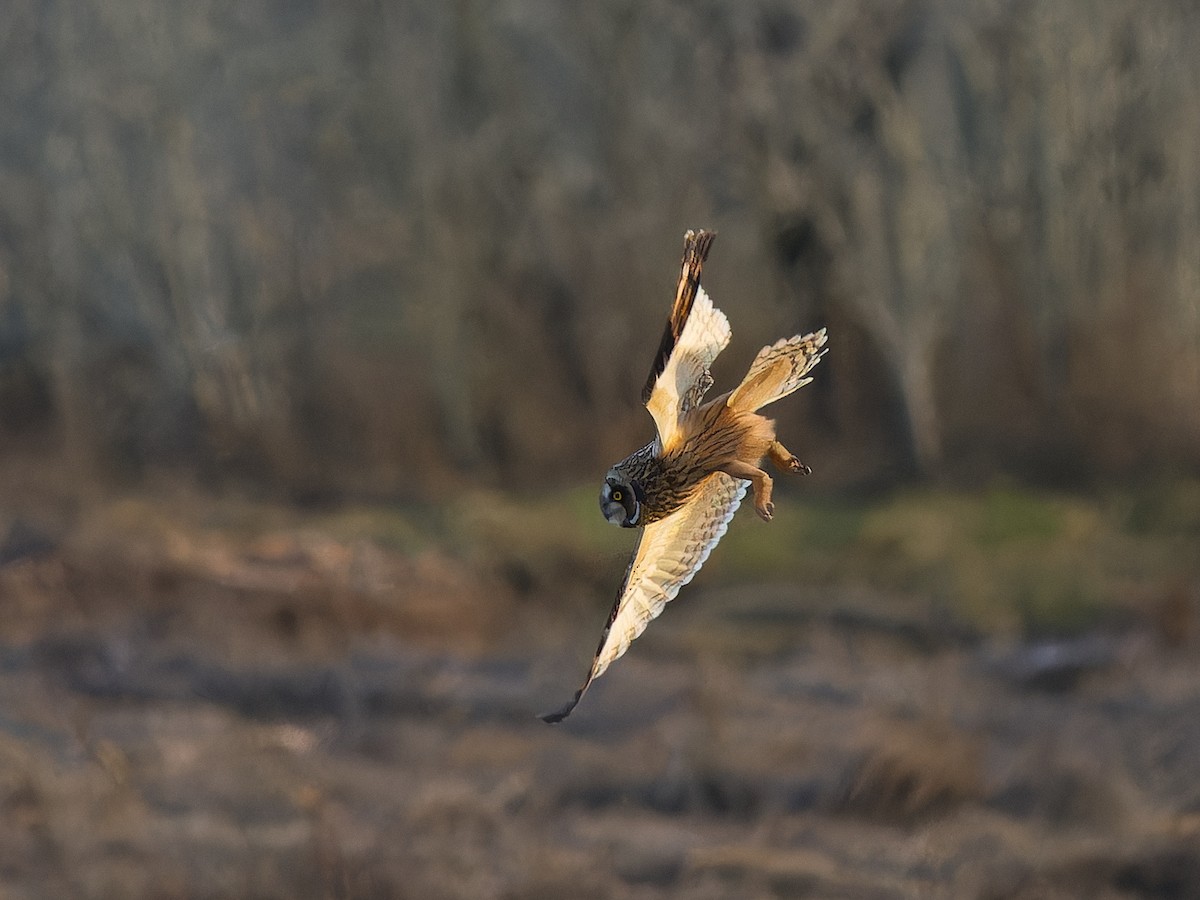 Short-eared Owl - ML645481515