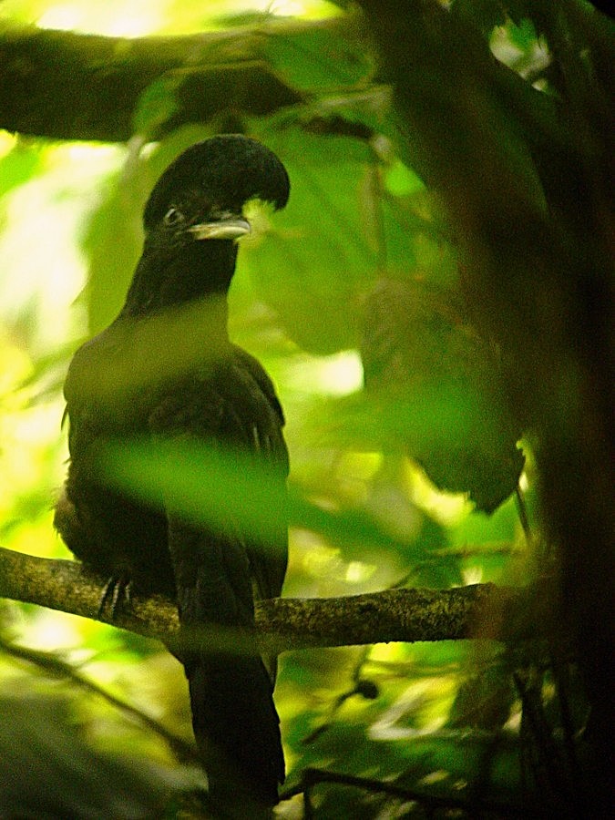 Long-wattled Umbrellabird - ML645481516