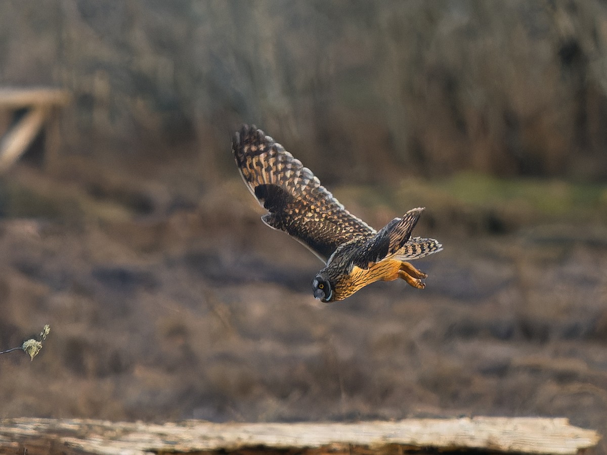Short-eared Owl - ML645481518