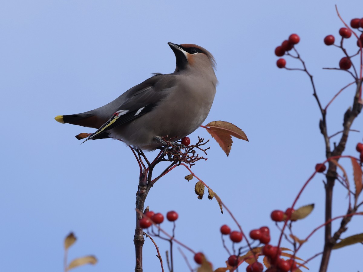 Bohemian Waxwing - ML645481530