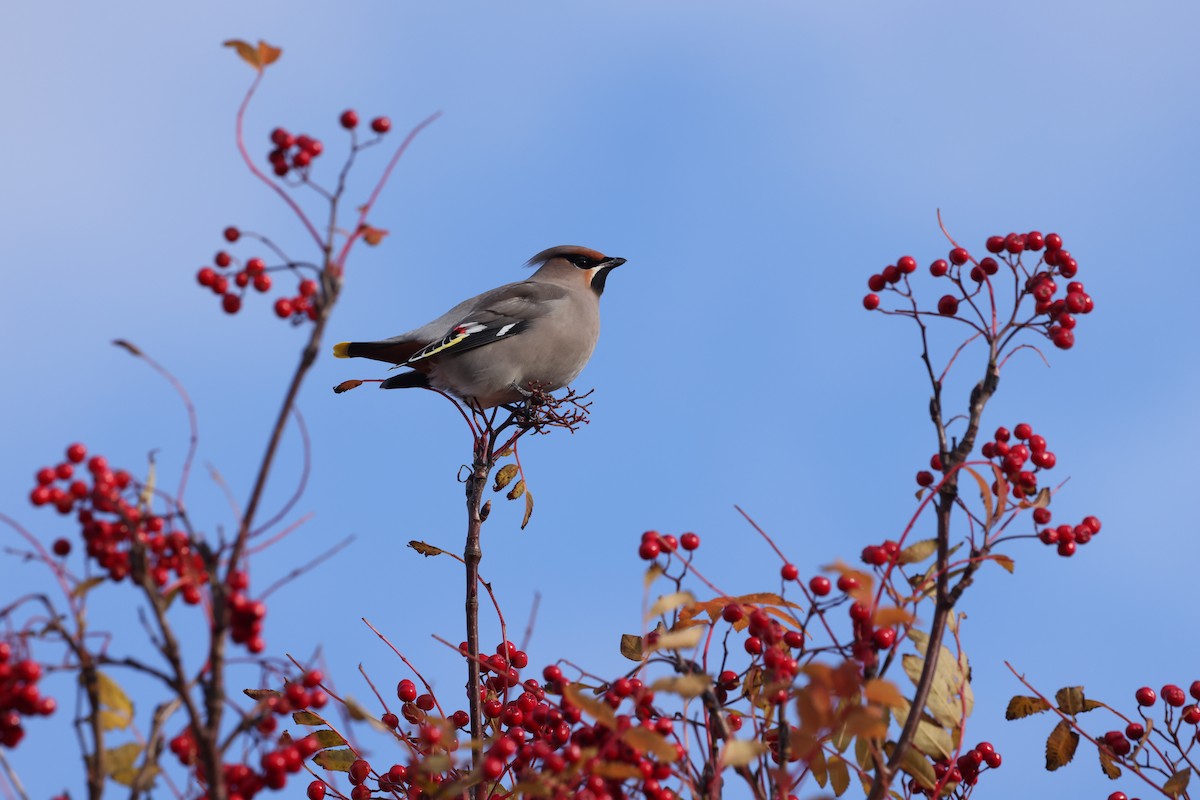 Bohemian Waxwing - ML645481532