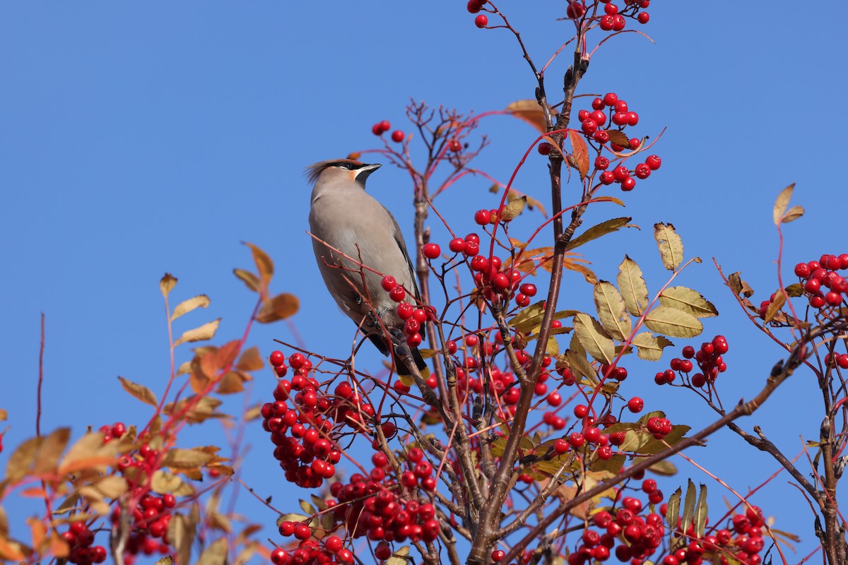 Bohemian Waxwing - ML645481533