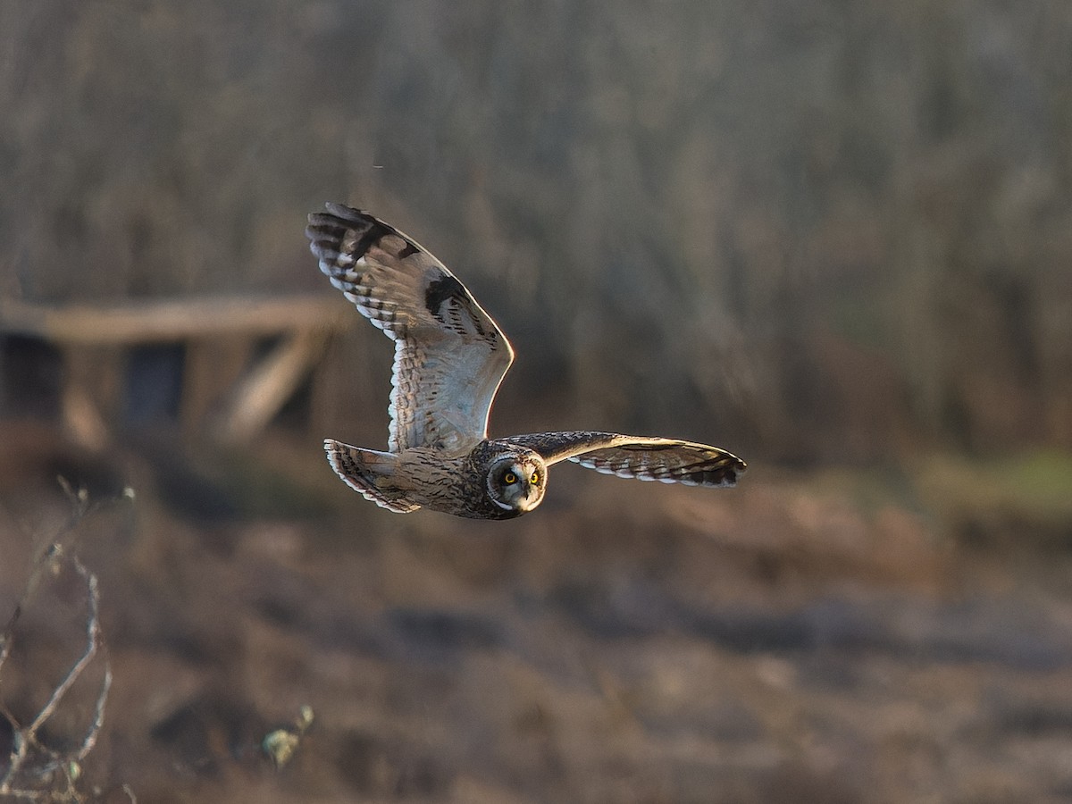 Short-eared Owl - ML645481536