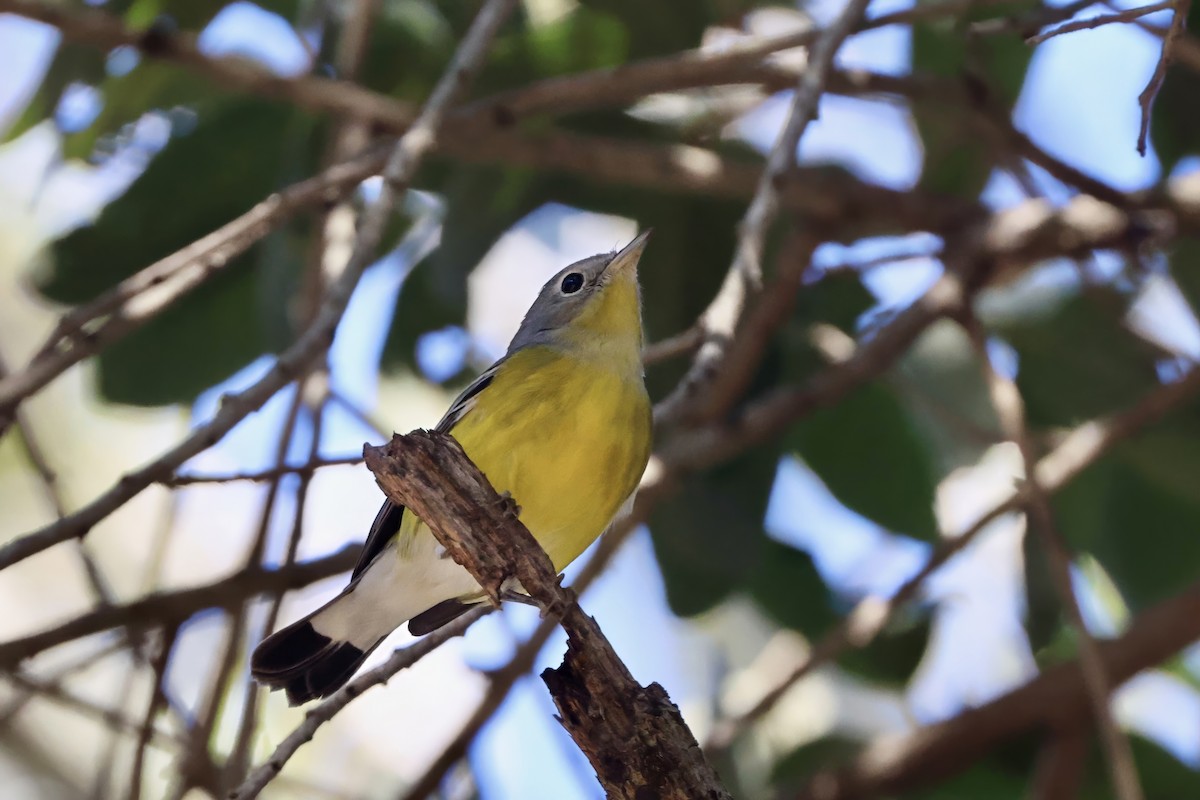 Magnolia Warbler - ML645481540