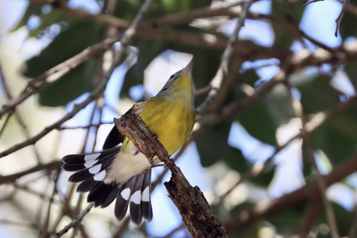 Magnolia Warbler - ML645481543