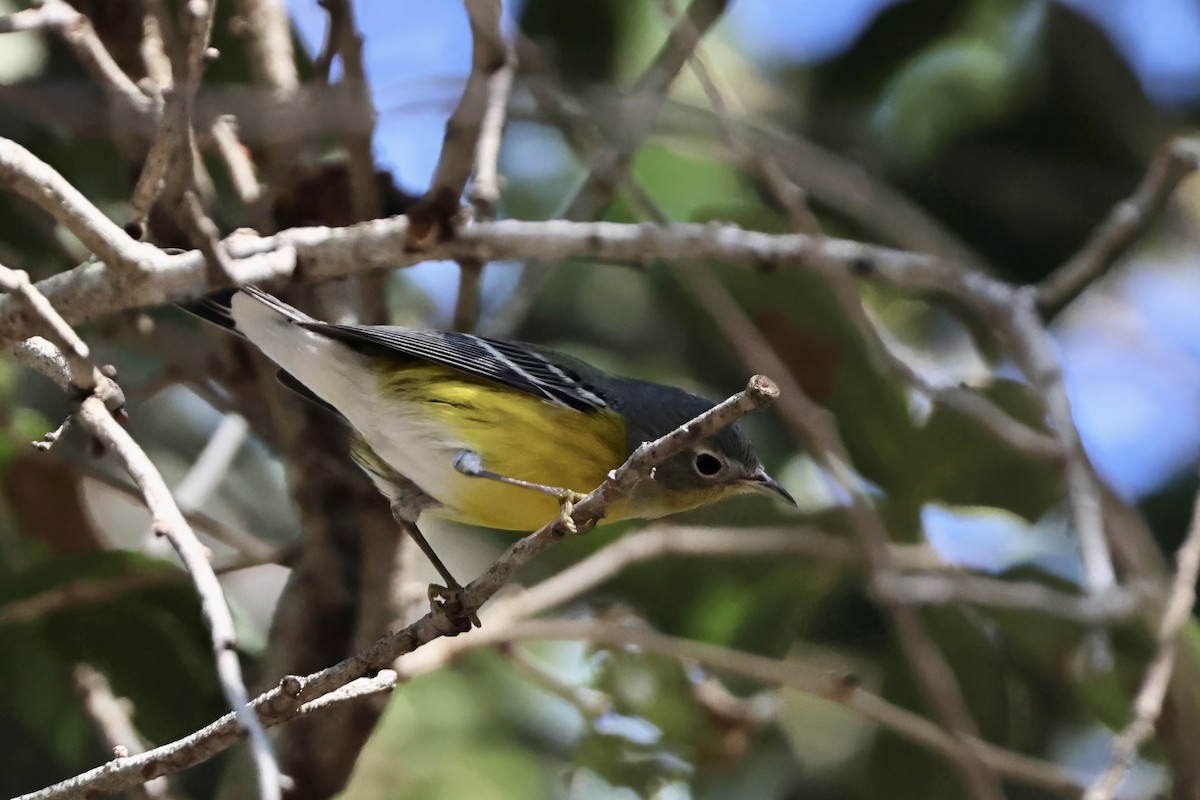 Magnolia Warbler - ML645481546