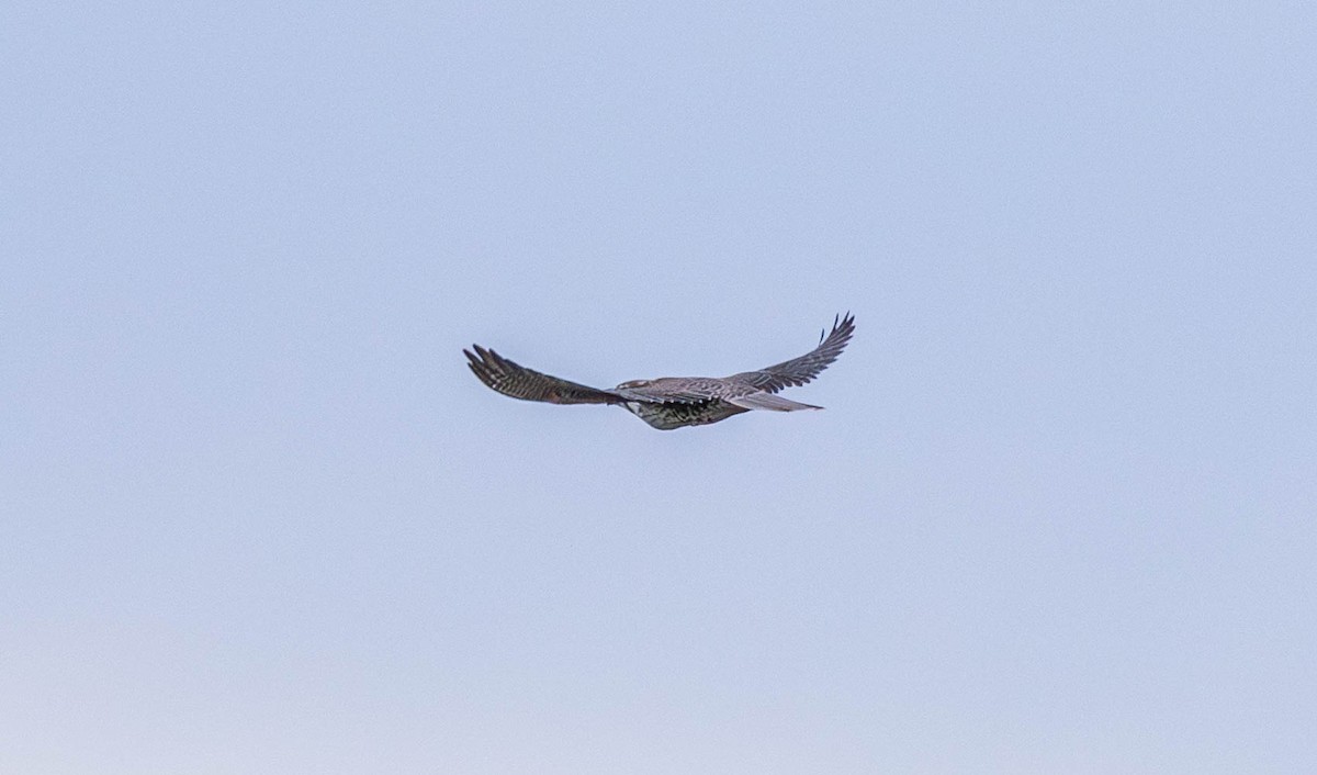 Prairie Falcon - ML645481551