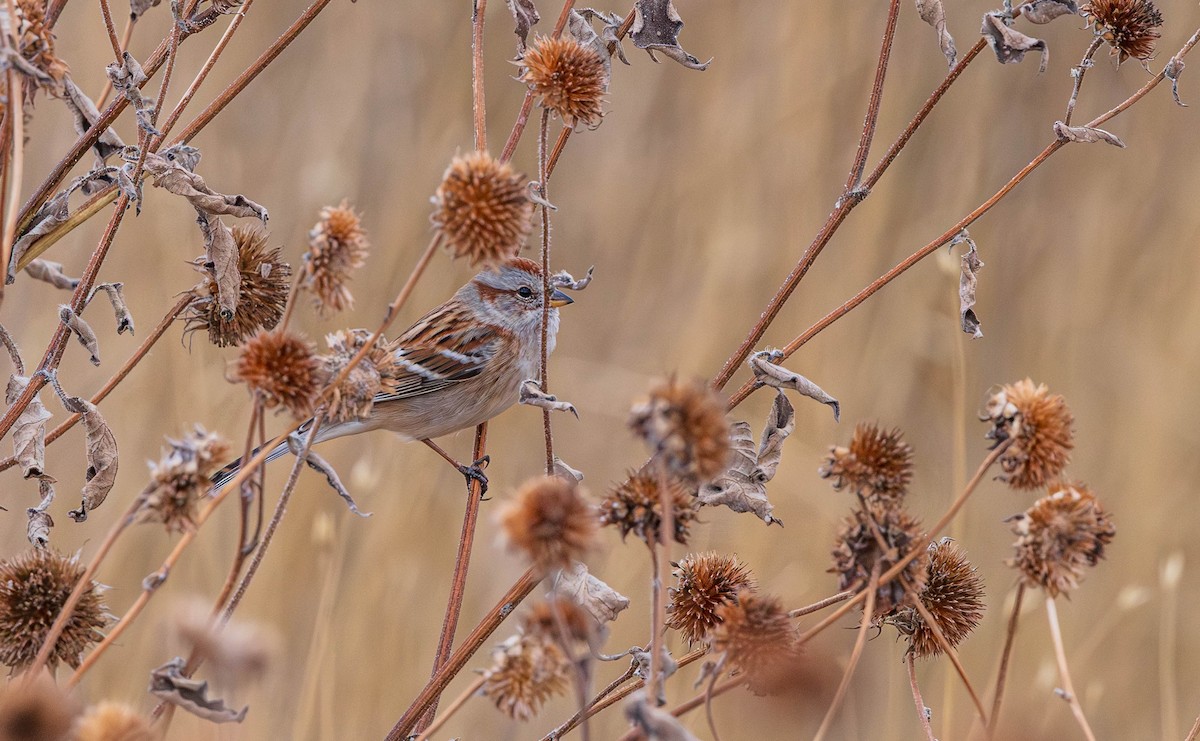 American Tree Sparrow - ML645481552