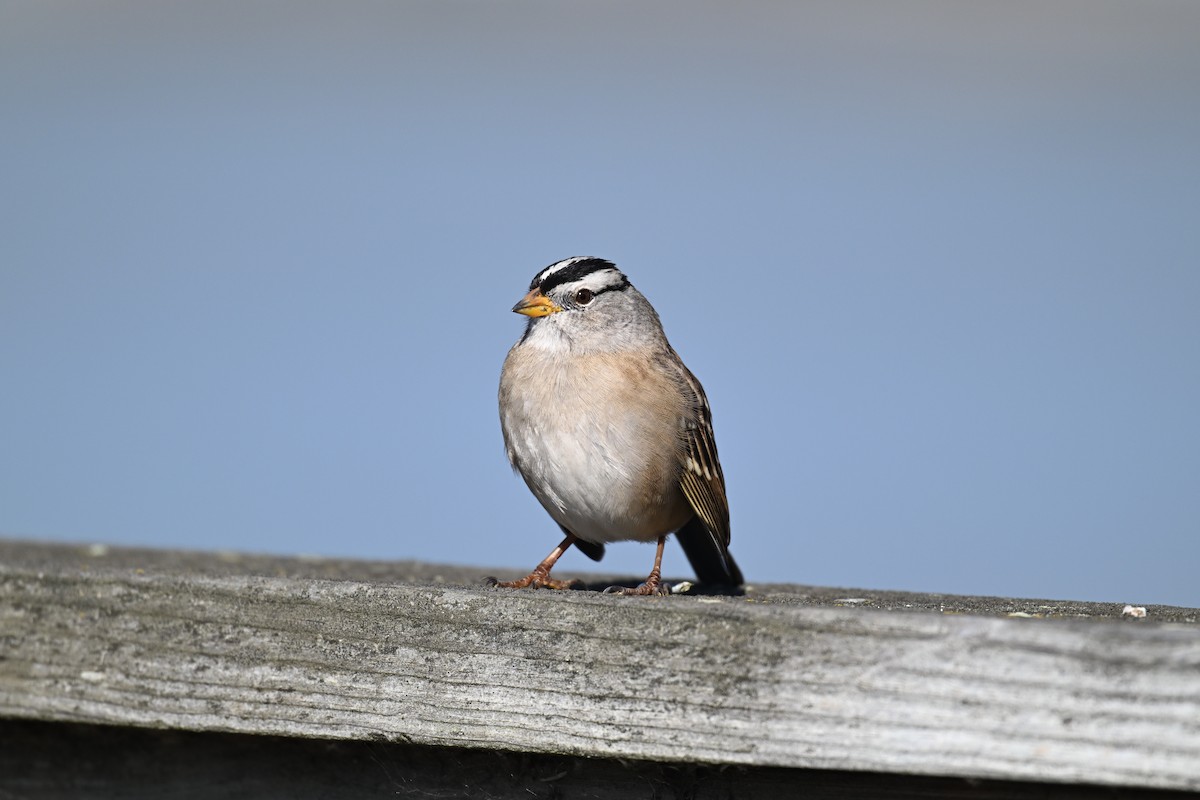 Porsuk Serçesi - ML645481570