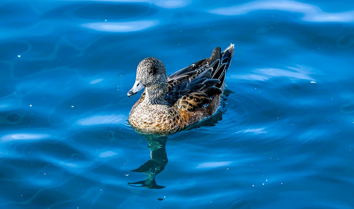American Wigeon - ML645481583