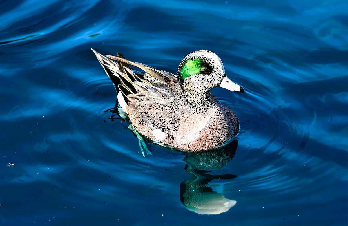 American Wigeon - ML645481584