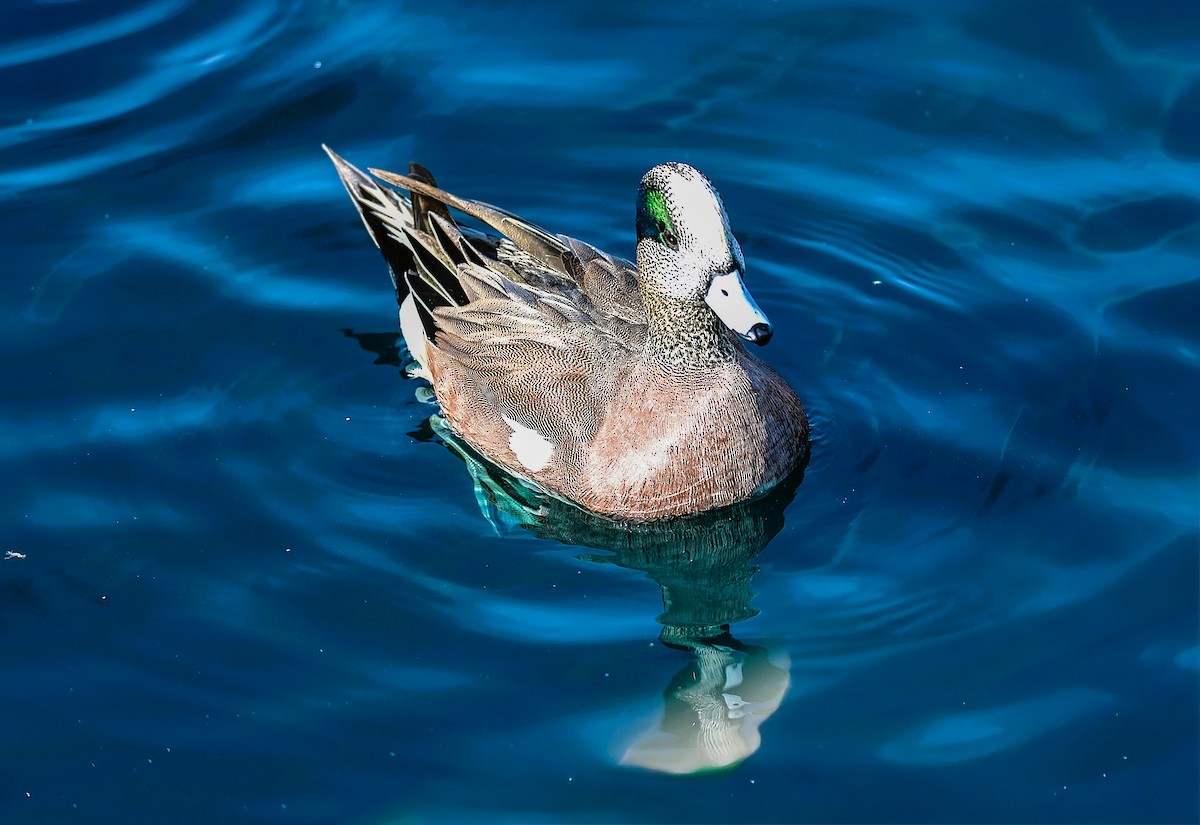 American Wigeon - ML645481585